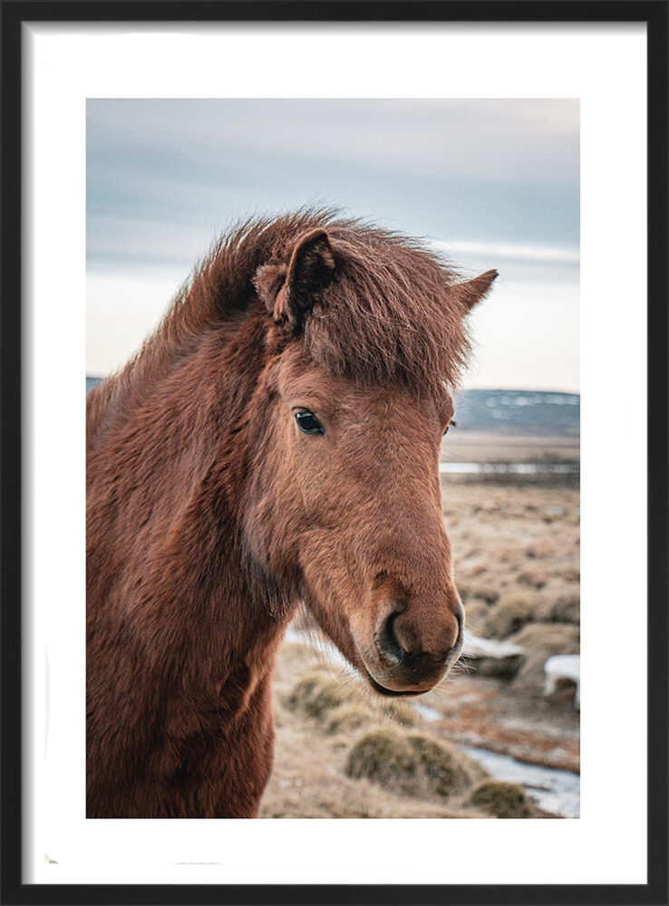 Red Icelandic Horse Framed Art Print by Victoria Frost