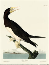 Booby Gannet Framed Art Print by John James Audubon