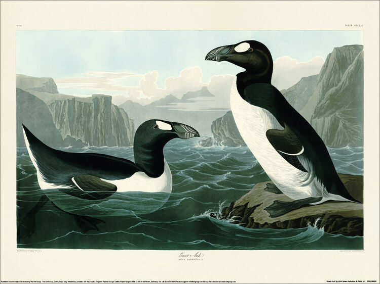 Great Auk Framed Art Print by John James Audubon