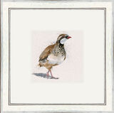 Red Baron (Red Legged Partridge) - Game Birds Framed Limited Edition Art Print by Kay Johns
