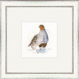 The Englishman (Grey Partridge) - Game Birds Framed Limited Edition Art Print by Kay Johns