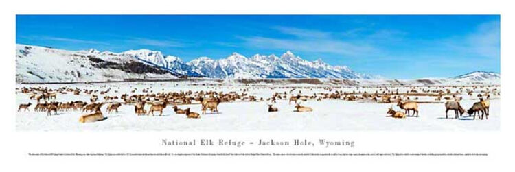 Grand Teton (Elk) Panoramic Art Print by James Blakeway Panoramas
