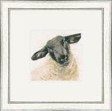 Suffolk Sheep  - Farmyard Animals Framed Limited Edition Art Print by Kay Johns