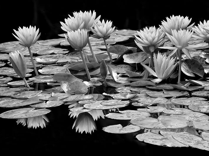 Pond Abundance Canvas Art Print by Dennis Frates