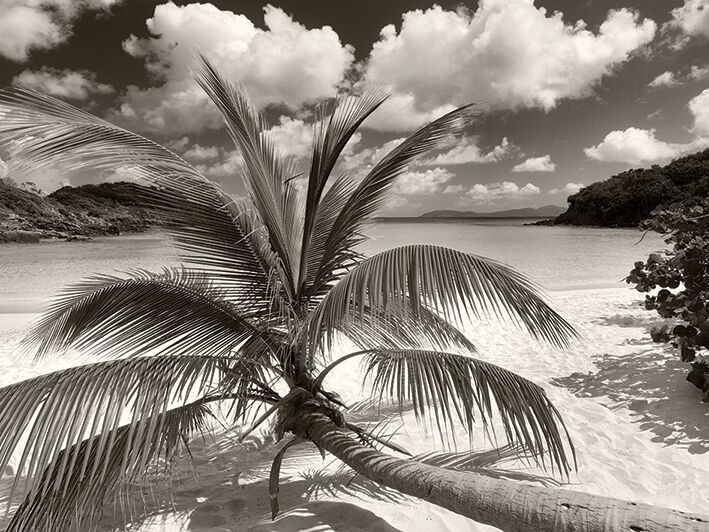 Still Growing to the Sun Canvas Art Print by Dennis Frates