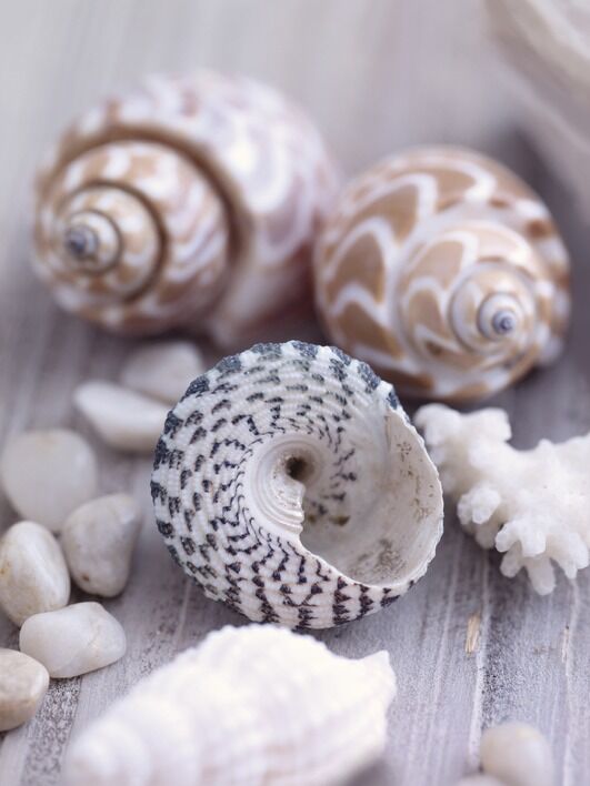 Shells and Pebbles Canvas Art Print by Howard Shooter