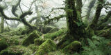 Wistman's Wood, Dartmoor Canvas Art Print by David Clapp