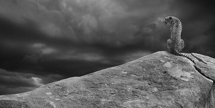 Cheetah on The Rocks Canvas Art Print by Mario Moreno