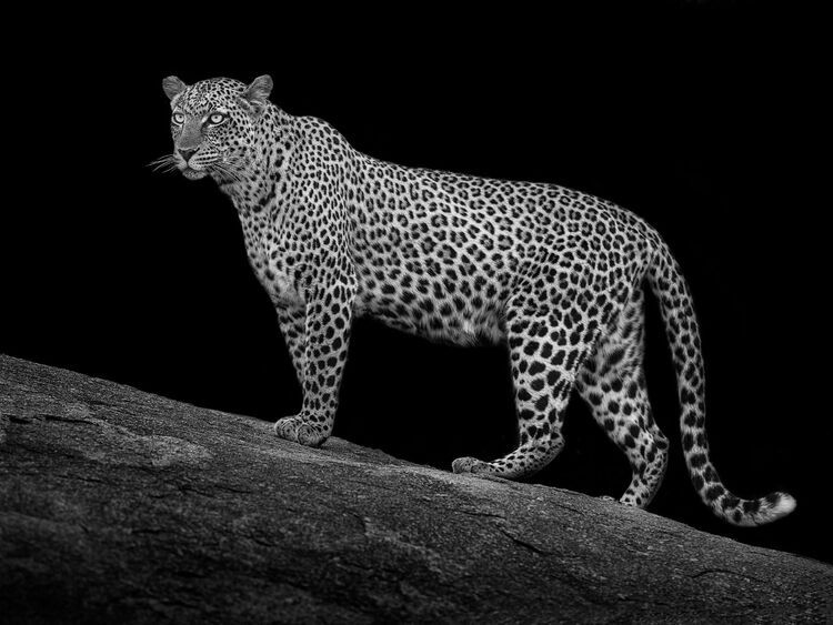 Serengeti Leopard Canvas Art Print by Mario Moreno