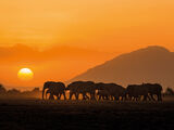 Amboseli Sunset Canvas Art Print by Mario Moreno