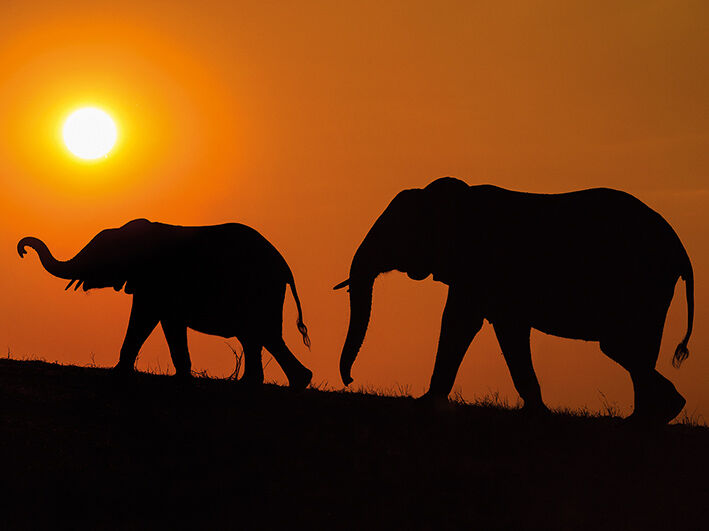 Chobe Silhouettes Canvas Art Print by Mario Moreno