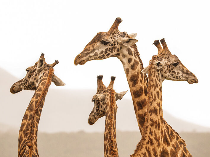 Long Necks Canvas Art Print by Mario Moreno