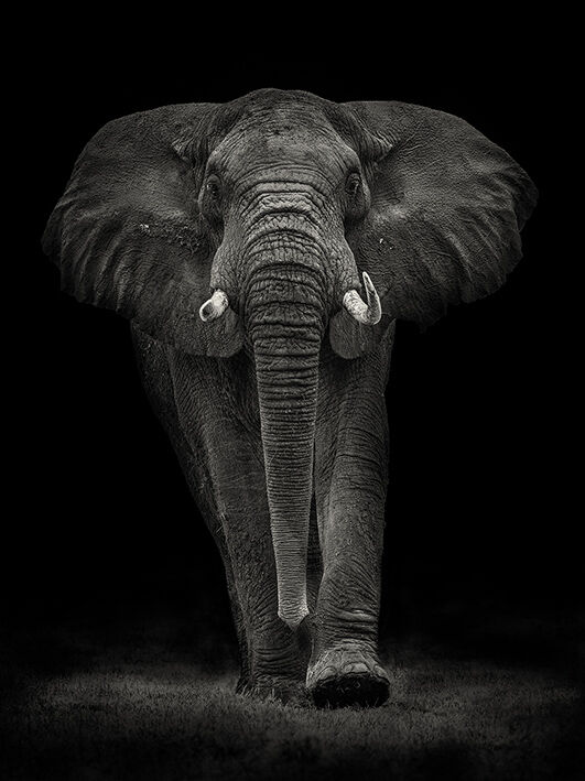 Ngorongoro Bull Canvas Art Print by Mario Moreno