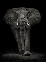 Ngorongoro Bull Canvas Art Print by Mario Moreno