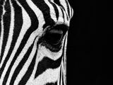 Zebra Eye Canvas Art Print by Mario Moreno