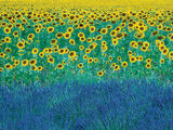 Sunflowers in Provence, France Canvas Art Print by David Clapp