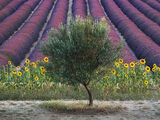 Olive Tree in Provence, France Canvas Art Print by David Clapp
