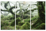 Wistman's Wood, Dartmoor Canvas Triptych Art Print by David Clapp