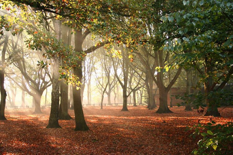 Forest Framed Art Print by Anonymous