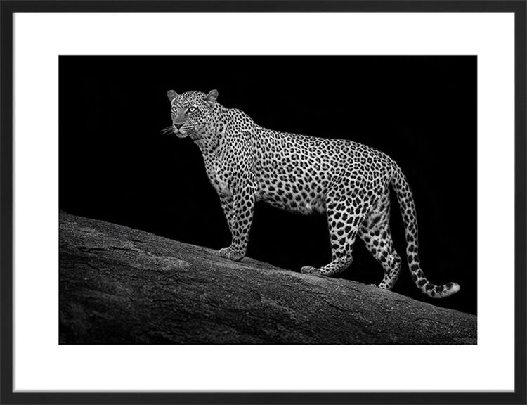 Serengeti Leopard Framed Art Print by Mario Moreno