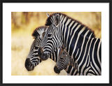 Trio of Zebras Framed Art Print by Mario Moreno