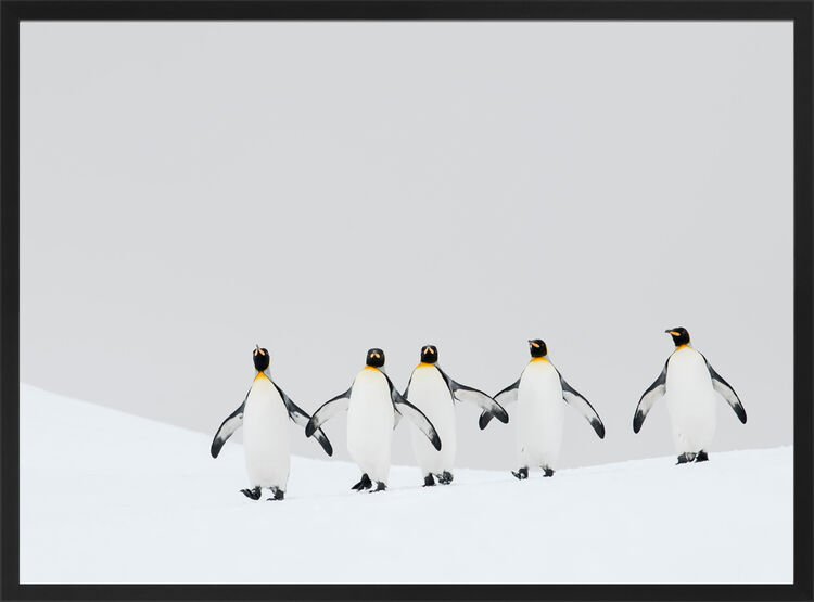 King Penguins Framed Art Print by Ben Cranke