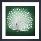 Peacock Framed Art Print by Ohara Koson