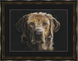 Red Eye - Fox Red Labrador Framed Limited Edition Art Print by Kay Johns