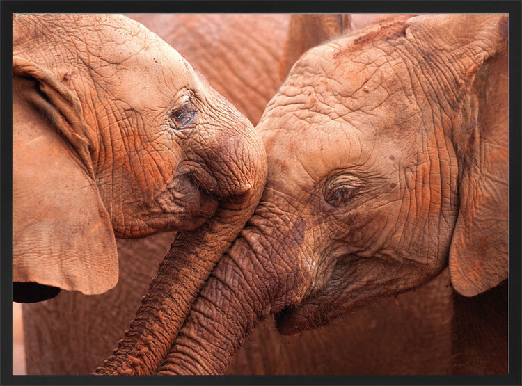 Two Baby Elephants Framed Art Print by Lisa Hoffner