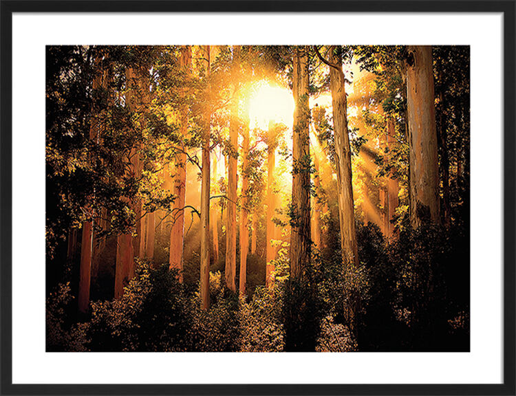 Enchanted Framed Art Print by Mario Moreno