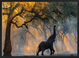 African Elephant Framed Art Print by Sergey Gorshkov