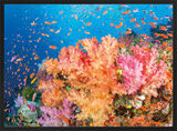 Coral Reef, Fiji Framed Art Print by David Fleetham
