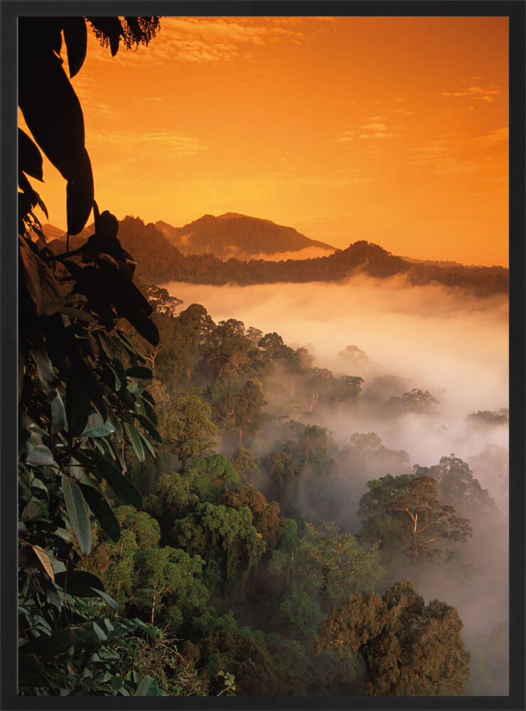 Sunrise, Borneo Framed Art Print by Nick Garbutt