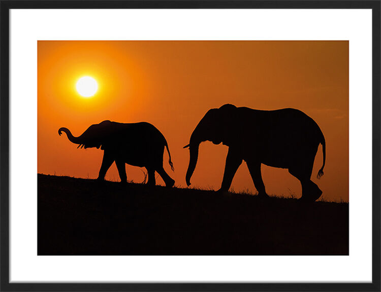 Chobe Silhouettes Framed Art Print by Mario Moreno