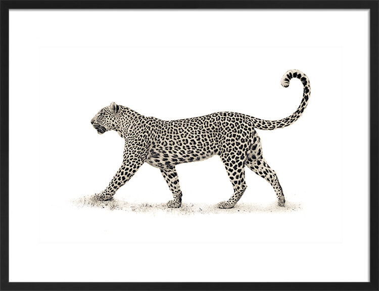 The Leopard Framed Art Print by Mario Moreno