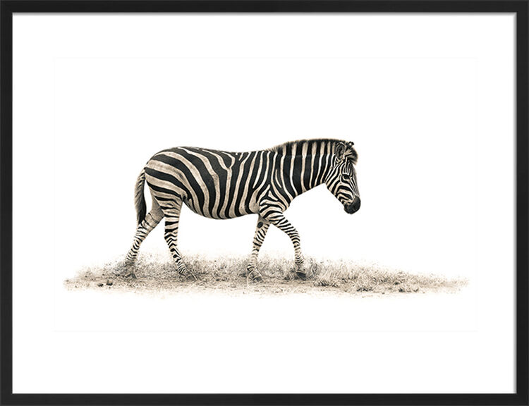 The Zebra Framed Art Print by Mario Moreno
