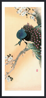 Peacock on a Cherry Blossom Tree Framed Art Print by Ohara Koson