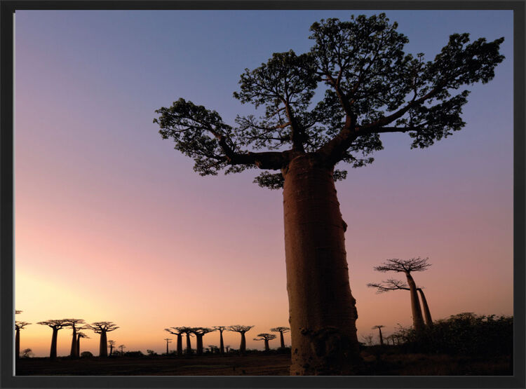 Baobab Trees, Madagascar Framed Art Print by Alex Hyde