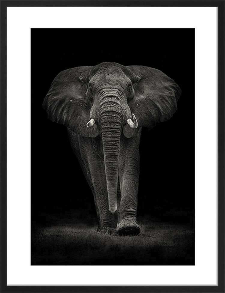 Ngorongoro Bull Framed Art Print by Mario Moreno