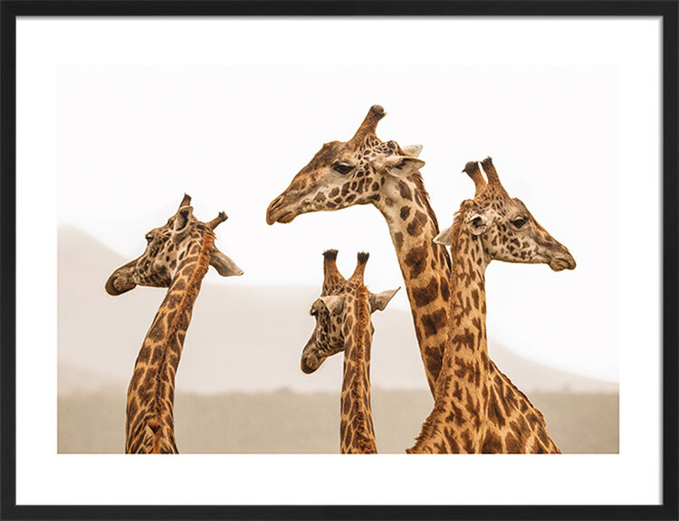 Long Necks Framed Art Print by Mario Moreno