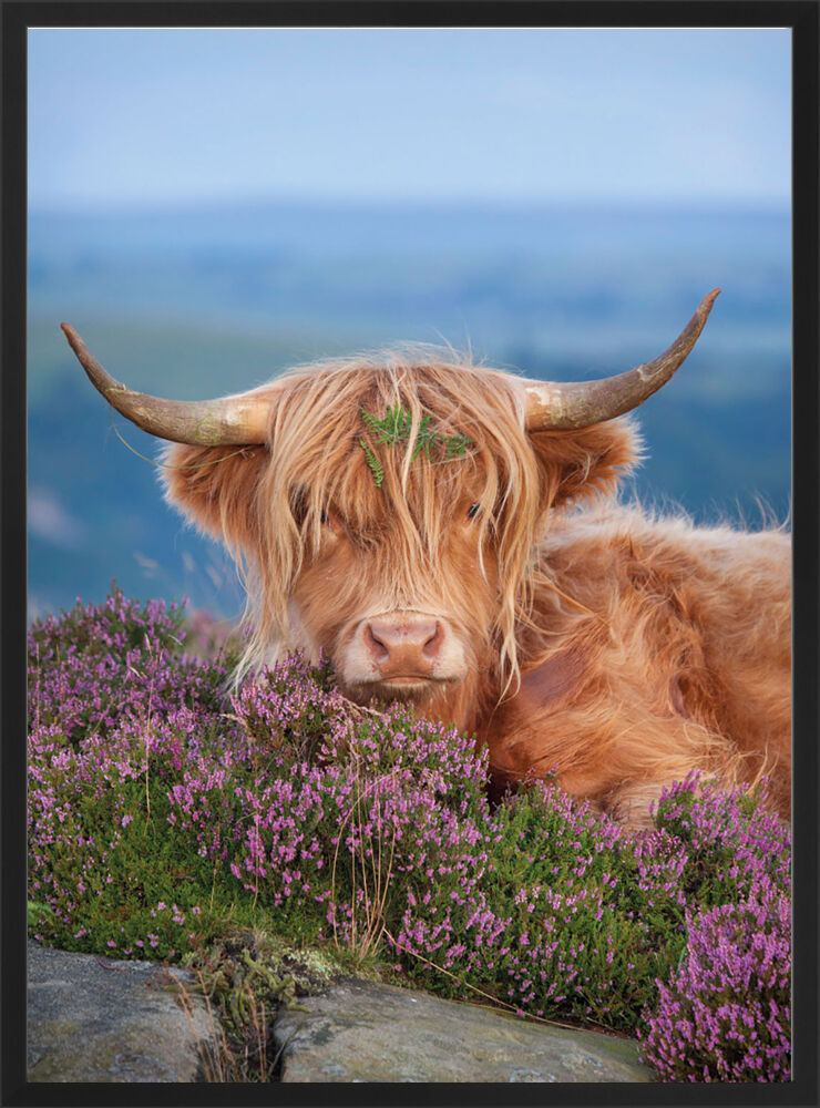 Highland Cow on Heather Framed Art Print by Alex Hyde