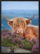 Highland Cow on Heather Framed Art Print by Alex Hyde