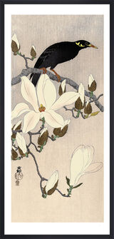Myna on Magnolia Branch Framed Art Print by Ohara Koson
