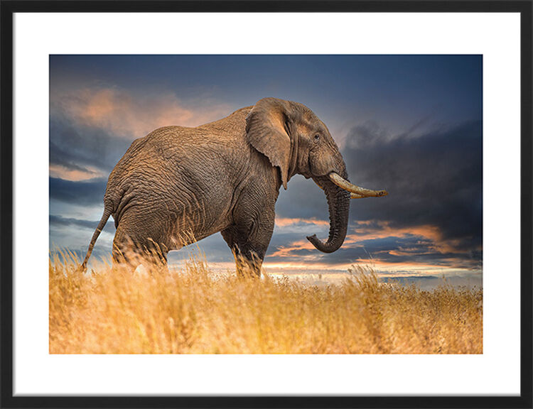 The Elephant Framed Art Print by Mario Moreno
