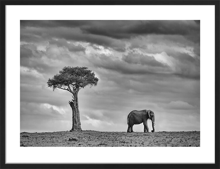 Land of Giants Framed Art Print by Mario Moreno