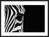Zebra Eye Framed Art Print by Mario Moreno