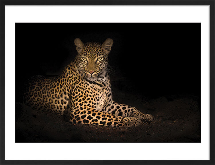 Beauty in the Night Framed Art Print by Mario Moreno