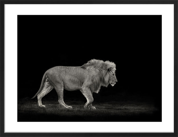 Majestic Framed Art Print by Mario Moreno