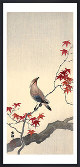 Japanese Waxwing on Maple Framed Art Print by Ohara Koson