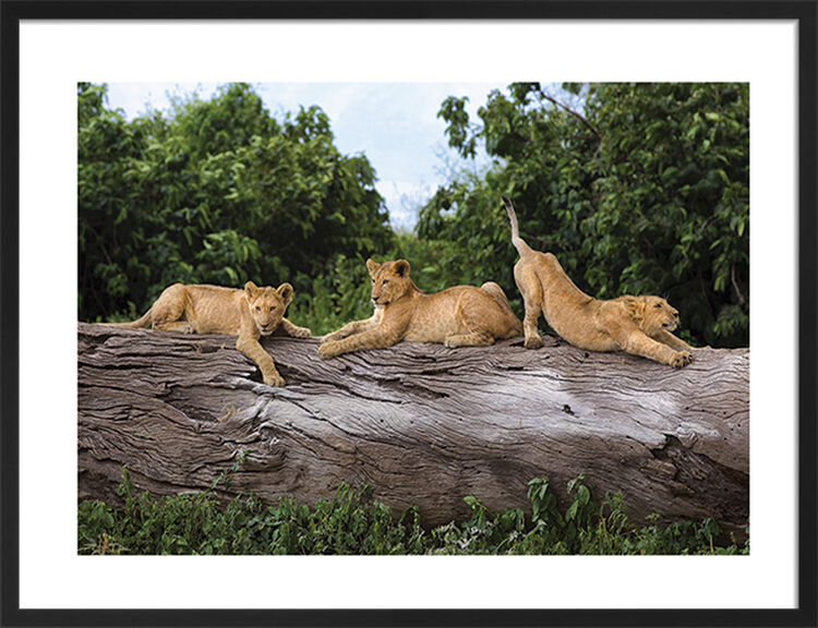 Three Cubs on a Tree Framed Art Print by Mario Moreno